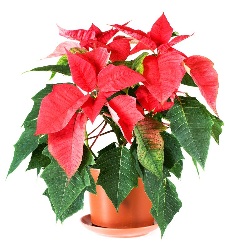 Poinsettias