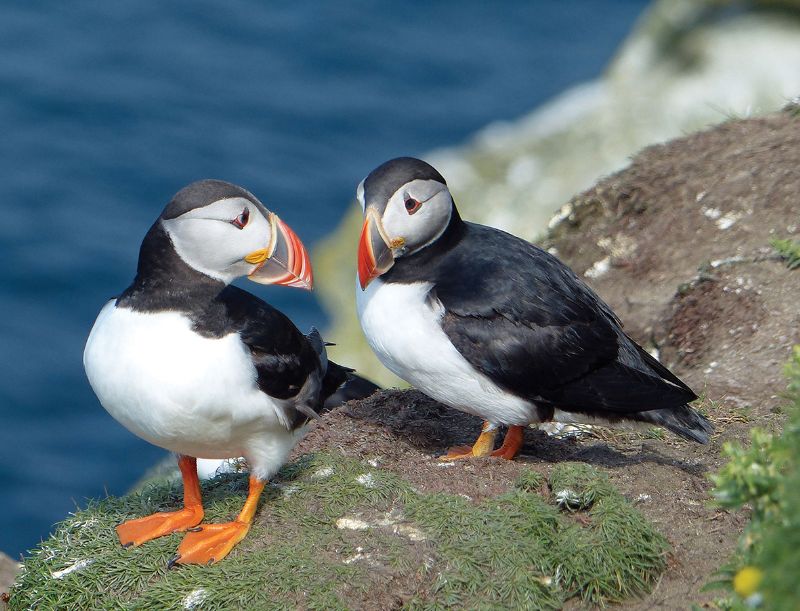 Shetland puffins