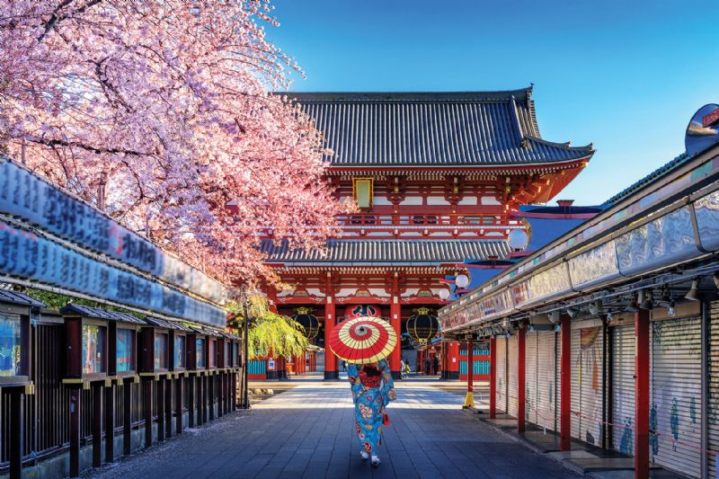 Japanese temple culture cherry blossom Tokyo