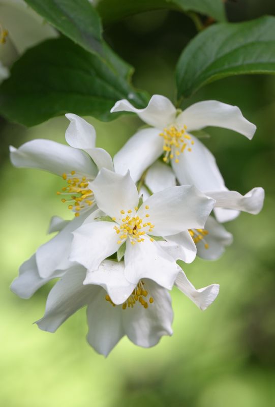 Philadelphus