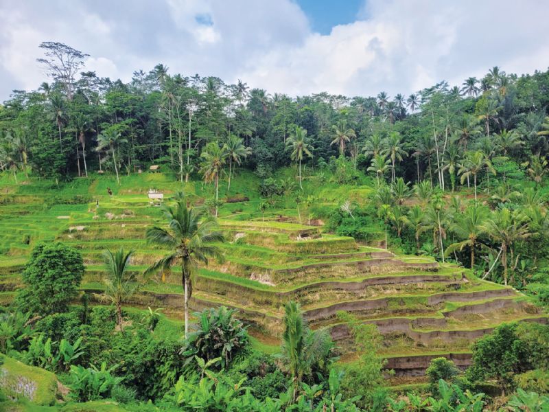 Tegallalang rice terrace Bali Ubud