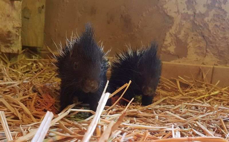 The new porcupette twins. Photo: Estelle Morgan