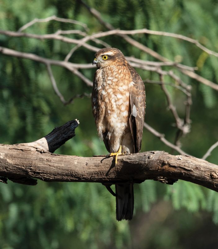 A male sparrowhawk
