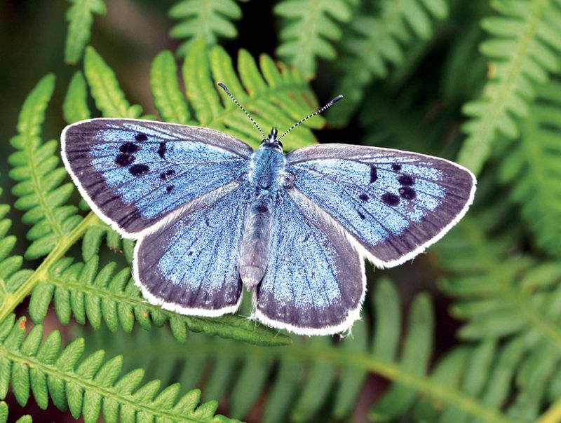 The Large Blue Butterfly