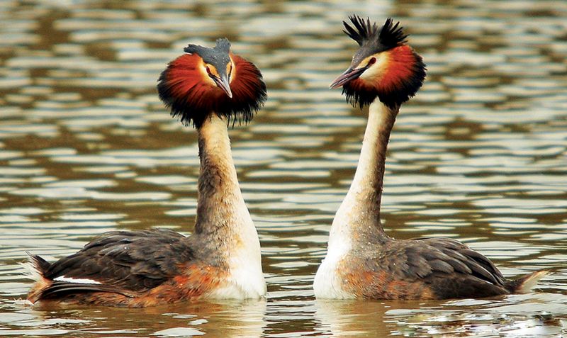 Courting Great Crested Grebes. Picture, Steve Waterhouse