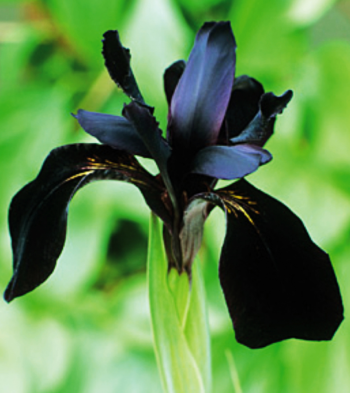 Black Knight iris
