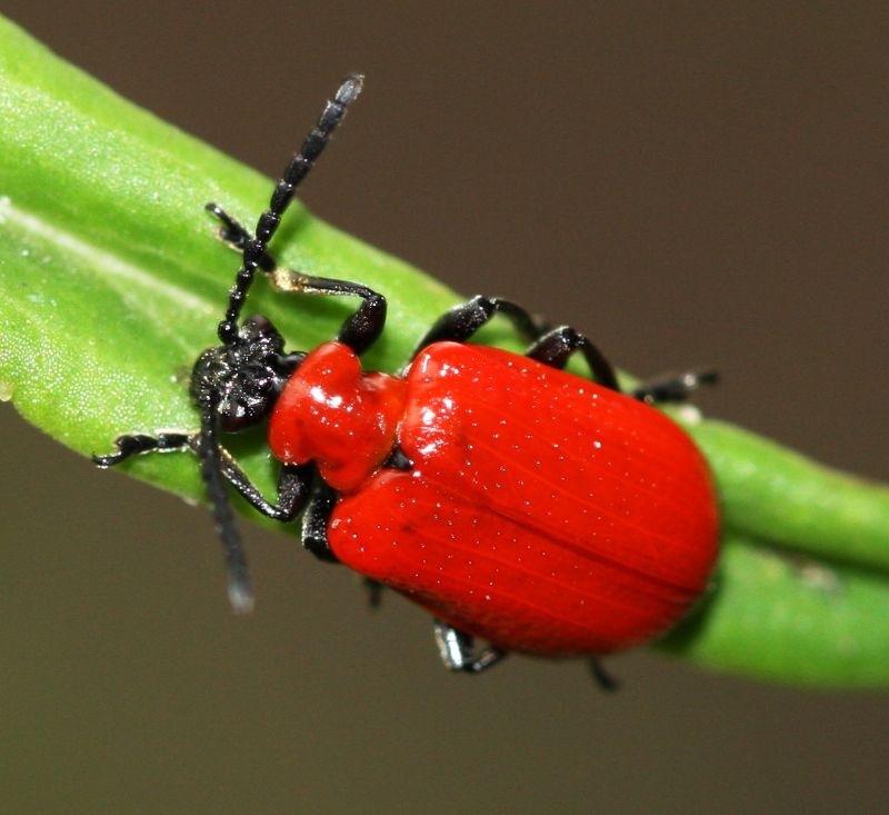 Red Lily beetle