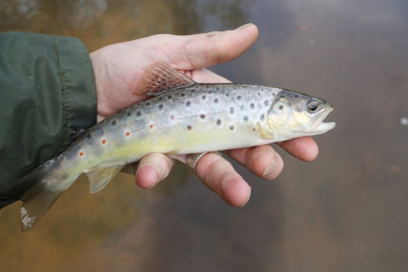 A wild brown trout from the River Leadon