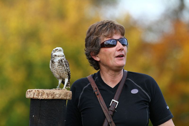 Jemima keeps a close eye on her birds during the daily flying exhibitions