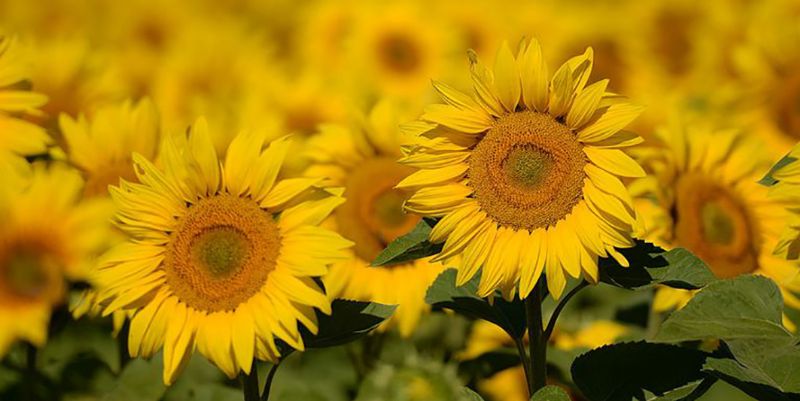 Visitors will be able to purchase plants and flowers, including sunflowers.