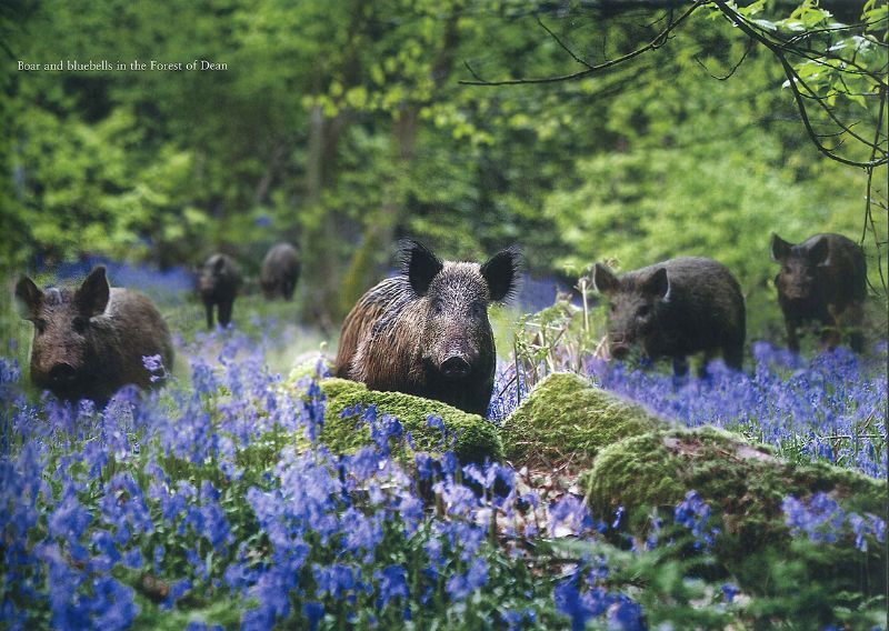Wild boar and bluebells in the Forest of Dean