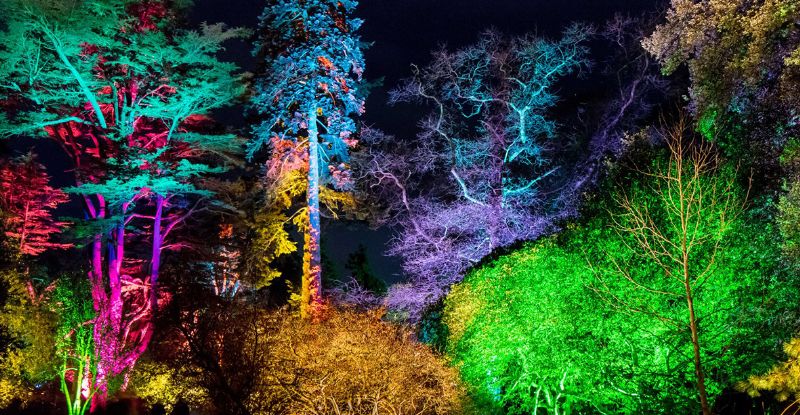 Trees at Westonbirt illuminated at last year's Enchanted Christmas