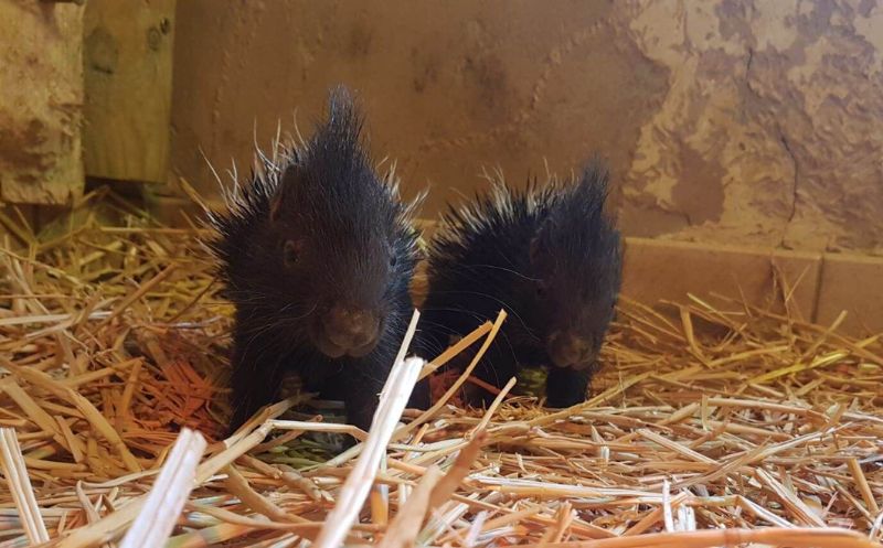 The new porcupette twins. Photo: Estelle Morgan