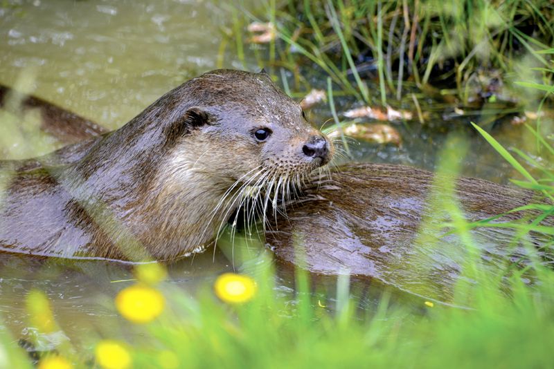 The River Severn and its wildlife The Local Answer