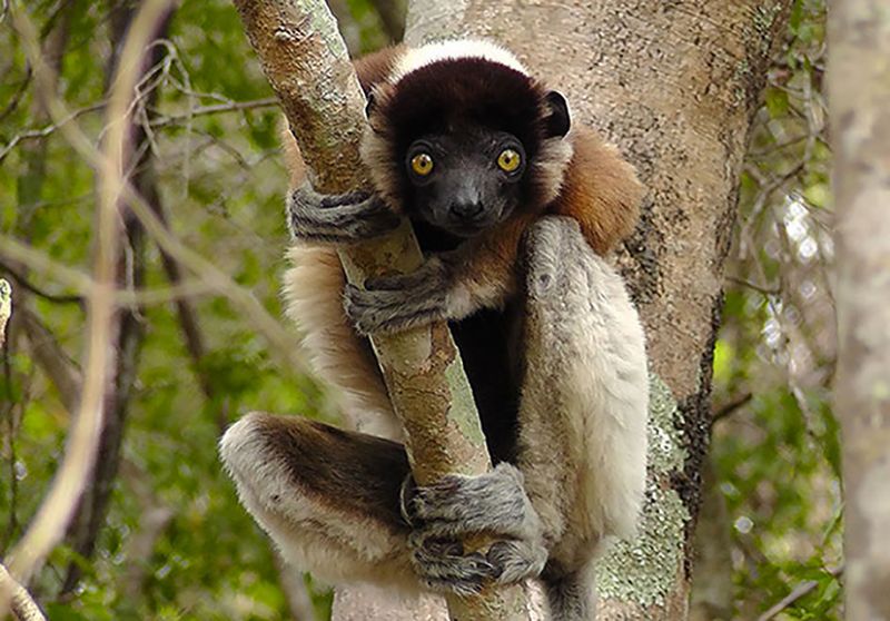 Lemur Week at Cotswold Wildlife Park will support conservation projects in their native Madagascar