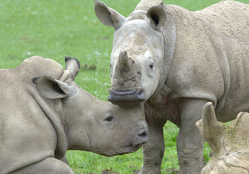 The park currently has five white rhinos