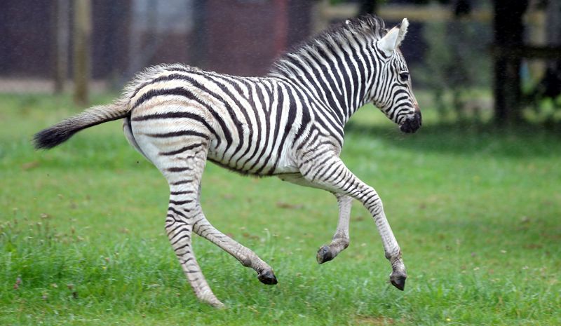 Geri is the 46th Chapman's Zebra to be born at the Park. Photo: Paul Nicholls Photography.