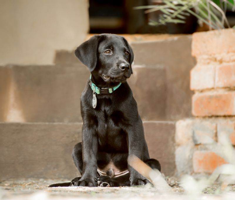 Black labrador puppy separation anxiety dog pet