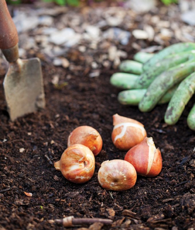 Bulbs being planted in soil in the garden