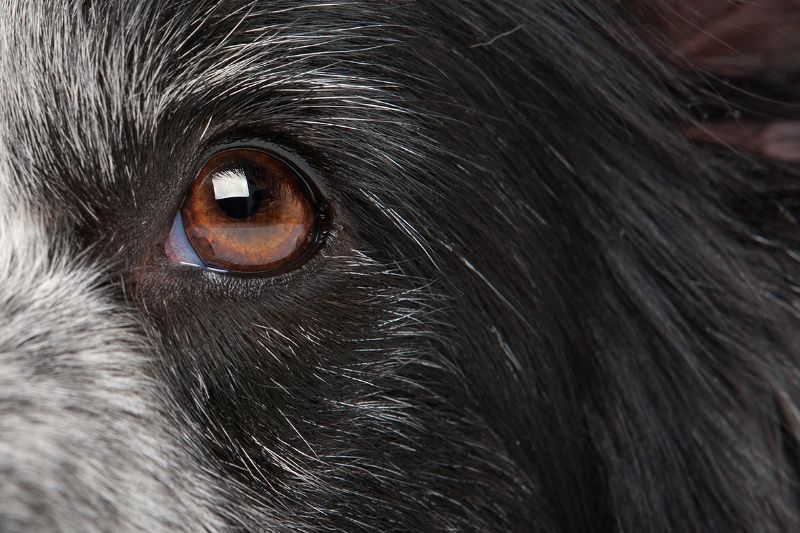 Close up of dog eye
