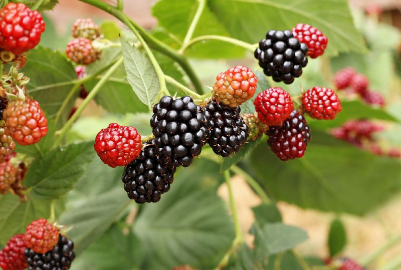 Blackberries growing on a bramble