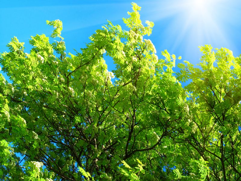 Ash green tree blue sky