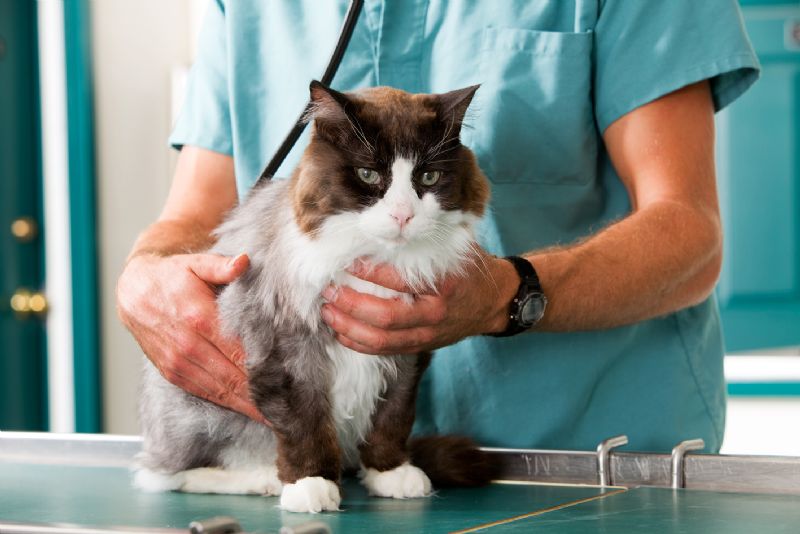 Cat in veterinary centre