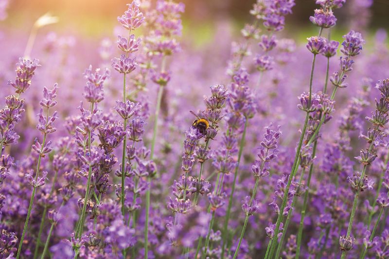 Lavender with a bee