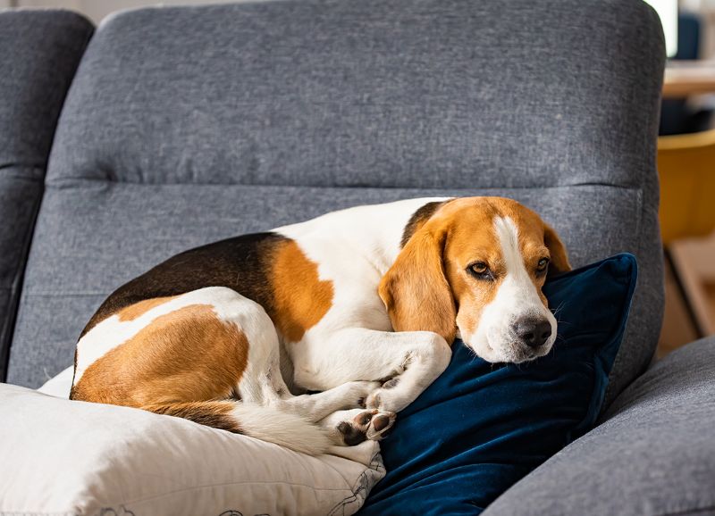 Sad Beagle dog phantom pregnancy