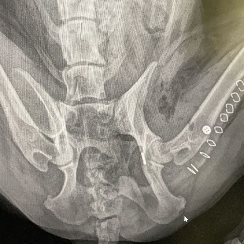 Hip toggle x-ray dislocation dog