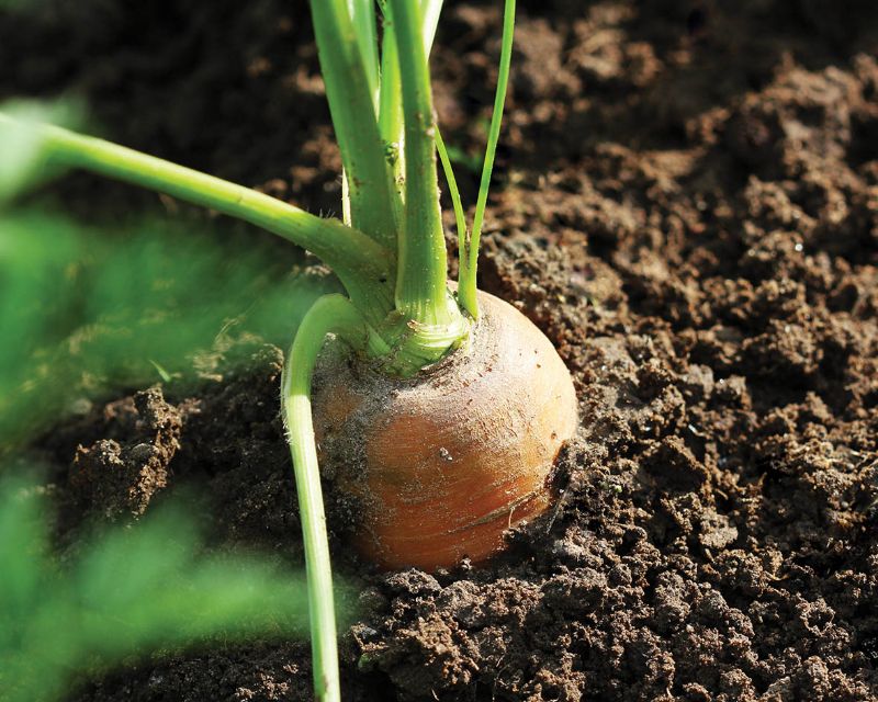 Grow carrot garden vegetable patch