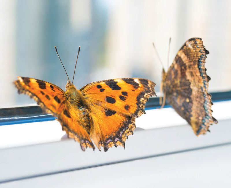 Hibernating butterflies The Local Answer