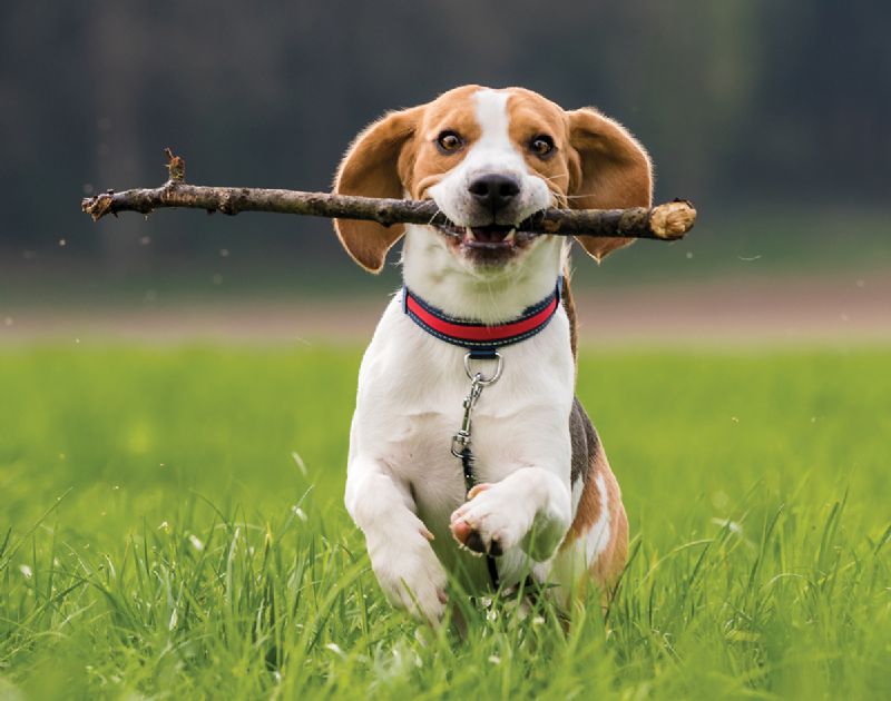 Dog carrying stick in mouth