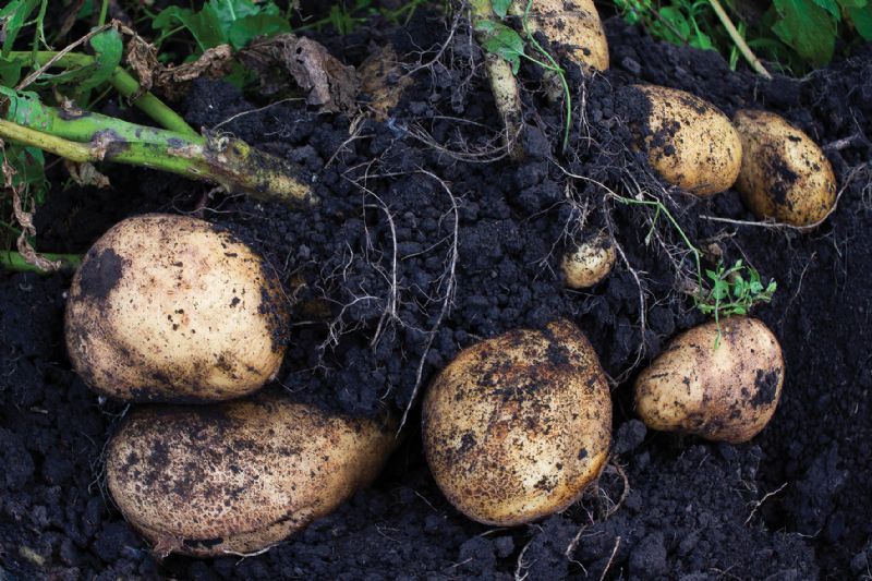 Grow potatoes garden