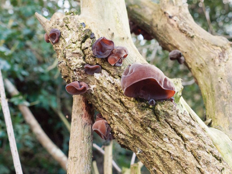 Jelly Ear fungi