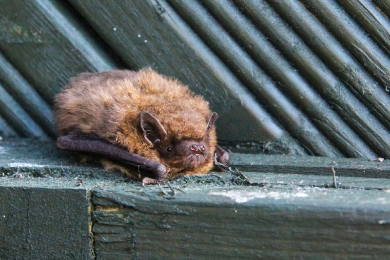 Pipistrelle bats The Local Answer